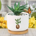 DreamAutumn Pack of 3 Planters Ceramic Plants Ceramic Pots with Drainage Holes Round Flowerpot Bamboo Tray Plant Pots for Succuelnt and Little Snake Plants by DreamAutumn