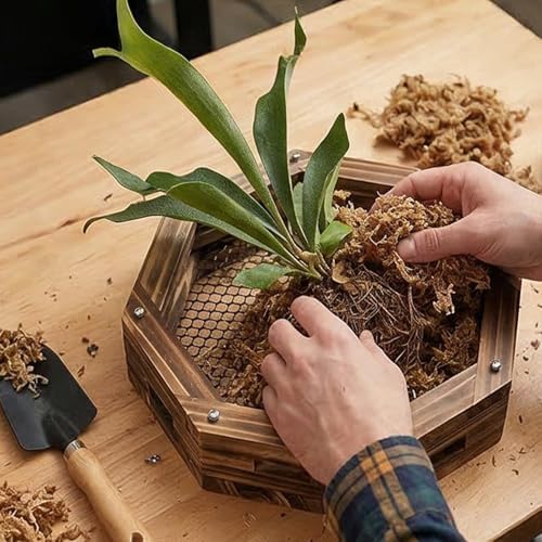 Staghorn Fern Mounting Kit - Wood Wall Planter for Orchids,Herbs & Indoor Plants | Hanging Plant Holder,Basket & Stand for Wall Decor (12.59inch) - Image 5