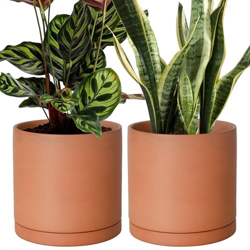 D'vine Dev 2-Pack Terracotta Plant Pots with Saucers, 8 Inch, 40-X-B-4 by DvineDevPlanterPotsandStand