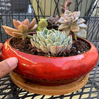 ARTKETTY Succulent Pots, 2 PCS Large Bonsai Pots with Drainage Tray - Image 5