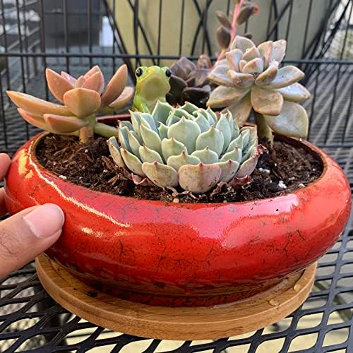 ARTKETTY Succulent Pots, 2 PCS Large Bonsai Pots with Drainage Tray - Image 5