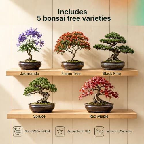 5 Pack Bonsai Tree Kit with Complete Tools, 5X Unique Seeds Bonzai Tree Live Kits, Complete Indoor Bonsai Starter Kit with Wooden Box, Perfect Christmas Garden Gift for Mom, Men, Women, Plant Lover - Image 2