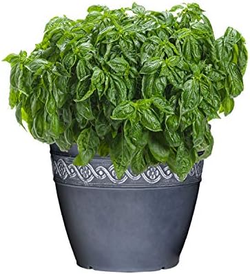 Classic Home and Garden Corinthian Resin Flower Pot Planter, Storm Blue, 8" (Pack of 4) - Image 3
