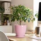 6 Inch Ceraimc Plant Pots, Ceraimc Planters for Indoor Plant, Pink - Image 4