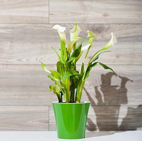 Santino, Self Watering Planters Arte 7.7 Inch Green/Black, Indoor Flower Pots for All House Plants, Flowers, Herbs, Succulents, Set of 3 - Image 6