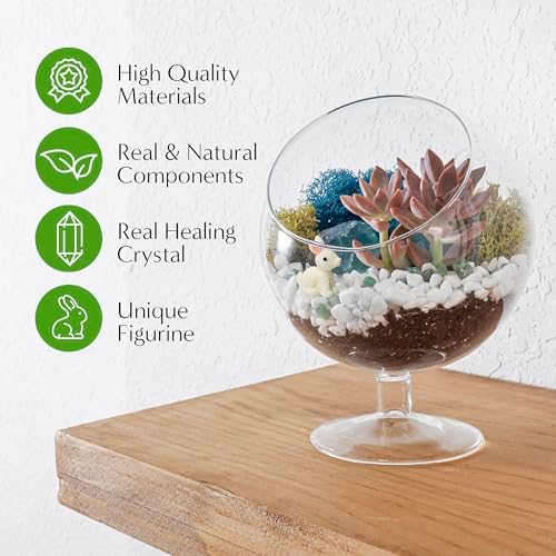 Creations by Nathalie 6 Inch Chalice Terrarium Kit with Live Succulent - Image 3
