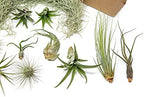 10 Pack Grab Bag Air Plants Gift Wrapped with Tillandsia Usneiodes Spanish Moss - Live Tillandsia - Easy Care House Plant - Succulents - 30 Day Guarantee - Image 3