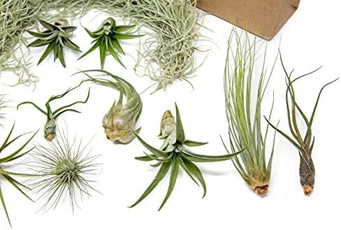 10 Pack Grab Bag Air Plants Gift Wrapped with Tillandsia Usneiodes Spanish Moss - Live Tillandsia - Easy Care House Plant - Succulents - 30 Day Guarantee - Image 3