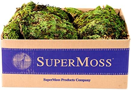SuperMoss (21881 Royal Pool Moss Preserved – Vibrant Green Decorative Moss for Indoor Plants, Terrariums, Fairy Gardens & Vase Filler, 1,560 cu in, Fresh Green by SuperMoss