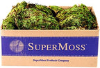 SuperMoss (21881 Royal Pool Moss Preserved – Vibrant Green Decorative Moss for Indoor Plants, Terrariums, Fairy Gardens & Vase Filler, 1,560 cu in, Fresh Green by SuperMoss