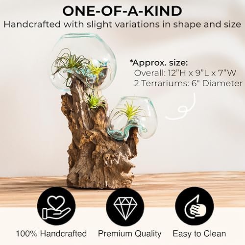 Cape Craftsmen 12" Hand-Blown Blue Tinted Bubble Glass On Natural Teak Driftwood Terrarium Kit | Home Décor Indoor Planter with Stand | Pot for Succulent and Plants - Image 2