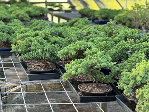 Live Dwarf Juniper Bonsai Tree | Potted in Large Ceramic Pot | 3 Years Old | 100% Handcrafted | Outdoor Bonsai | Unique Gift for Birthday, Graduation, Anniversary - Image 6