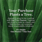 Algreen Wall Planter - 3-Tier with Drain - 11.5 x 32.5 x 8 in - Wood - Image 7