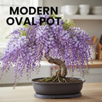 CZ Grain 14 Inch Oval Bonsai Pots & Drip Tray - Heavy Duty Display (3 Pots) - Image 5