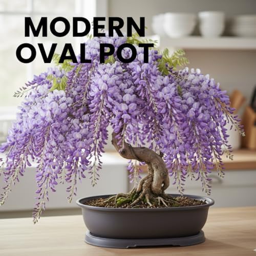 CZ Grain 14 Inch Oval Bonsai Pots & Drip Tray - Heavy Duty Display (3 Pots) - Image 5
