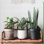 Panelee 6 Pcs Plant Pot Stand Riser 12 inch Plastic Under Plant Stand Adjustable Cuttable Prevent Water Damage for Outdoor Indoor Pot Holder Garden Patio(Brown) (Pack of 2) - Image 4