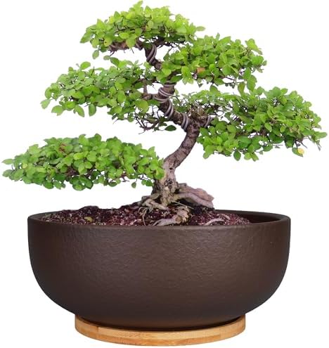 SQOWL 10 Inch Large Terracotta Planter Pot,Clay Succulent Bonsai Planter with Drainage Hole and Bamboo Saucer for Indoor Plants by SQOWL