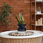Phoenix Vine 6 Inch Self Watering Planter Pot, Black Terracotta Clay Pot with Glass Reservoir for Indoor Plants, Herbs, Flowers, Set of 2, 52-C-F-2 - Image 6