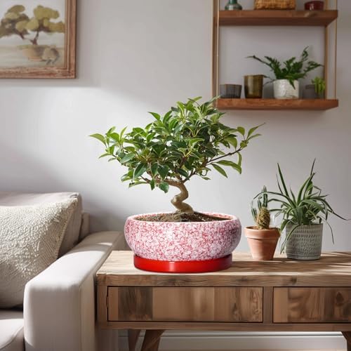 Succulent Pots - 8 Inch Bonsai Pots for Indoor Outdoor, Shallow Ceramic Planter with Drainage Hole and Saucer, Round Flower Succulent Planters, Room Decor, Gifts for Plant Lovers, Red - Image 7