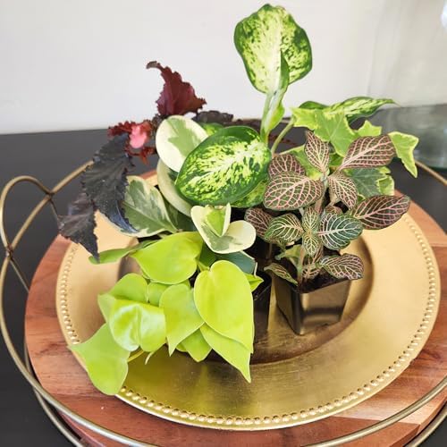 Easy to Grow Houseplants (12 Pack) Live House Plants in Plant Containers, Growers Choice Plant Set in Planters with Potting Soil Mix, Home Décor Planting Kit or Outdoor Garden Gifts by Plants for Pets - Image 3