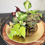 Easy to Grow Houseplants (12 Pack) Live House Plants in Plant Containers, Growers Choice Plant Set in Planters with Potting Soil Mix, Home Décor Planting Kit or Outdoor Garden Gifts by Plants for Pets - Image 5