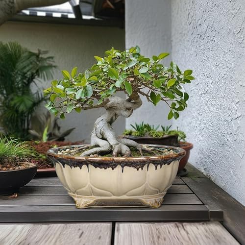 Ceramic Bonsai Pots - 13.2 Inch Succulent Planters for Indoor Plants Outdoor, Bonsai Tree Pots with Drainage Hole, Decorative Shallow Planter, Room Decor, Gifts for Men Women, Oval Beige-Brown - Image 3