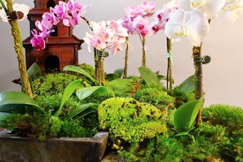 SuperMoss (21881 Royal Pool Moss Preserved – Vibrant Green Decorative Moss for Indoor Plants, Terrariums, Fairy Gardens & Vase Filler, 1,560 cu in, Fresh Green - Image 4