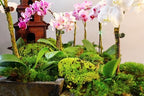 SuperMoss (21881 Royal Pool Moss Preserved – Vibrant Green Decorative Moss for Indoor Plants, Terrariums, Fairy Gardens & Vase Filler, 1,560 cu in, Fresh Green - Image 4