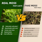 Live Moss – Brachythecium Moss (3 Sheets, Each Approx. 3.5"x7") for Terrariums, Moss Gardens, Plant Layouts & Natural Decor – Naturally Grown, Reusable, Not Artificial - Image 4
