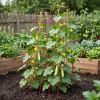 DoCred 39.4" H Cucumber Trellis, 2 Pack Foldable A Frame Garden Trellis - Image 2