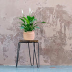 Olly & Rose Large Terracotta Plant Pot Brushed - Ceramic Plant Pot 9 Inch Outdoor and Indoor Flower Planter for Home and Garden - Image 3