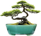 MUZHI 2pcs Green Ceramic Bonsai Planter Pots with Bamboo Tray 6.2 “ & 5.3”, Rectangular Glazed Bonsai & Succulent Cactus Starter Pot with Drainage Ice Crack Design (Crackle Glazed 9") by MUZHI