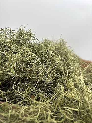 Preserved Spanish Moss Spring Green (9, Pounds) - Image 2