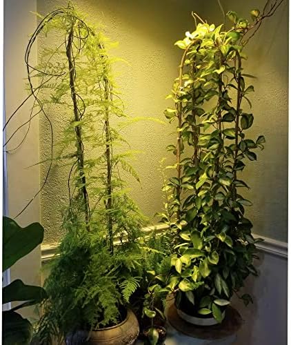 Avalution 10 Pcs Natural U-Hoops Bamboo Garden Trellis, 4 Ft Bamboo Trellis U-Shape Plant Support for Climbing Plants Indoor and Outdoor Use - Image 4