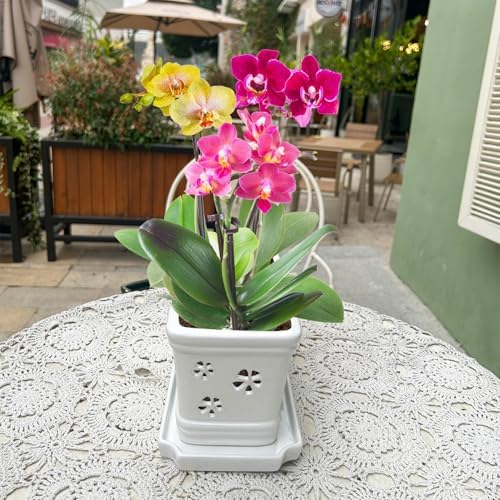Rectangle Ceramic Orchid Pot with Holes and Saucer 12Inch Ceramic Large Pot Basin for Refilling Indoor and Outdoor Use Air Circulation Orchid Planter for Repotting Planter White - Image 4