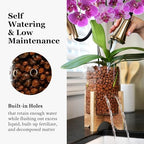 Pot & Pebble C6 Glass Propagation Vase, Wood Base - LECA Orchid Planter - Image 4