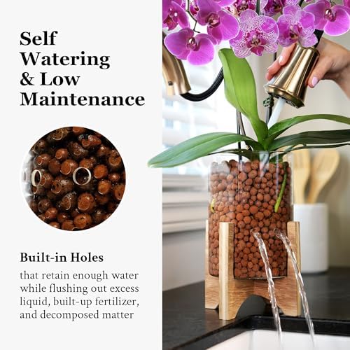 Pot & Pebble C6 Glass Propagation Vase, Wood Base - LECA Orchid Planter - Image 4