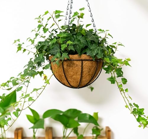 Kingbuy 12" Metal Hanging Basket for Herbs & Flowers – 6" Depth Rust-Resistant Wire with Coconut Liner & Adjustable Chains for Kitchen Window, Balcony & Garden - 2 Pack - Image 2