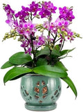 W&W Orchid Pot with Holes and Saucer for Repotting, Green, 6.5" by WWHomeDecor