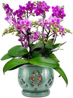 W&W Orchid Pot with Holes and Saucer for Repotting, Green, 6.5" by WWHomeDecor