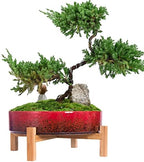 ARTKETTY Succulent Pots - 11 Inch Large Bonsai Pots with Drainage by ARTKETTY