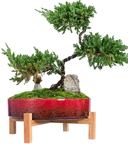 ARTKETTY Succulent Pots - 11 Inch Large Bonsai Pots with Drainage by ARTKETTY