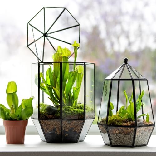 SuperMoss (90405) Glass Terrarium – Elegant Indoor Gardening Décor, Ideal Gifts for Plant Lovers, Modern Home & Office Decoration, 7.5” x 7.5” x 14”, Greenhouse - Image 5
