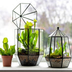 SuperMoss (90405) Glass Terrarium – Elegant Indoor Gardening Décor, Ideal Gifts for Plant Lovers, Modern Home & Office Decoration, 7.5” x 7.5” x 14”, Greenhouse - Image 5