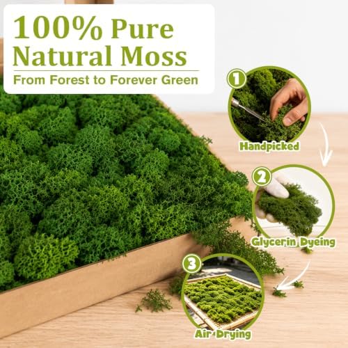 Preserved Reindeer Moss, Dark Green, 1.1 lb Real Moss for Crafts and Decor - Image 2