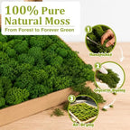 Preserved Reindeer Moss, Dark Green, 1.1 lb Real Moss for Crafts and Decor - Image 2