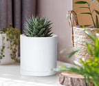 D'vine Dev 6-Pack White Plastic Planters with Saucers, 4 in, 74-Z-E-3 - Image 3