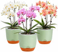 QCQHDU 5.7Inch Orchid Pots with Holes for Repotting, Double-Layer Plastic Self Watering Flower Pots for Indoor Plants with Drainage Holes, Clear Orchid Pot Match Decorative Orchid Container, 3 Packs by QCQHDU