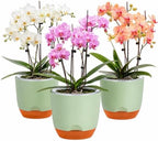 QCQHDU 5.7Inch Orchid Pots with Holes for Repotting, Double-Layer Plastic Self Watering Flower Pots for Indoor Plants with Drainage Holes, Clear Orchid Pot Match Decorative Orchid Container, 3 Packs by QCQHDU