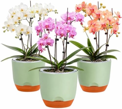 QCQHDU 5.7Inch Orchid Pots with Holes for Repotting, Double-Layer Plastic Self Watering Flower Pots for Indoor Plants with Drainage Holes, Clear Orchid Pot Match Decorative Orchid Container, 3 Packs by QCQHDU